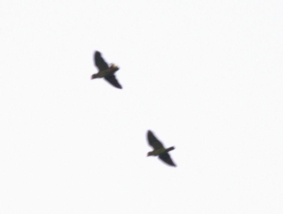 Orange-fronted Parakeet - ML644245363