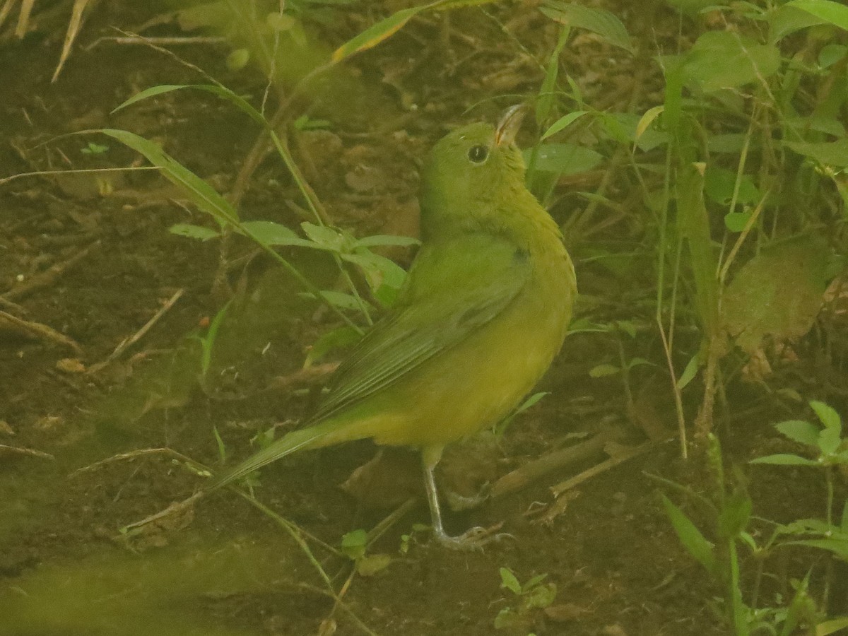 Painted Bunting - ML644245369