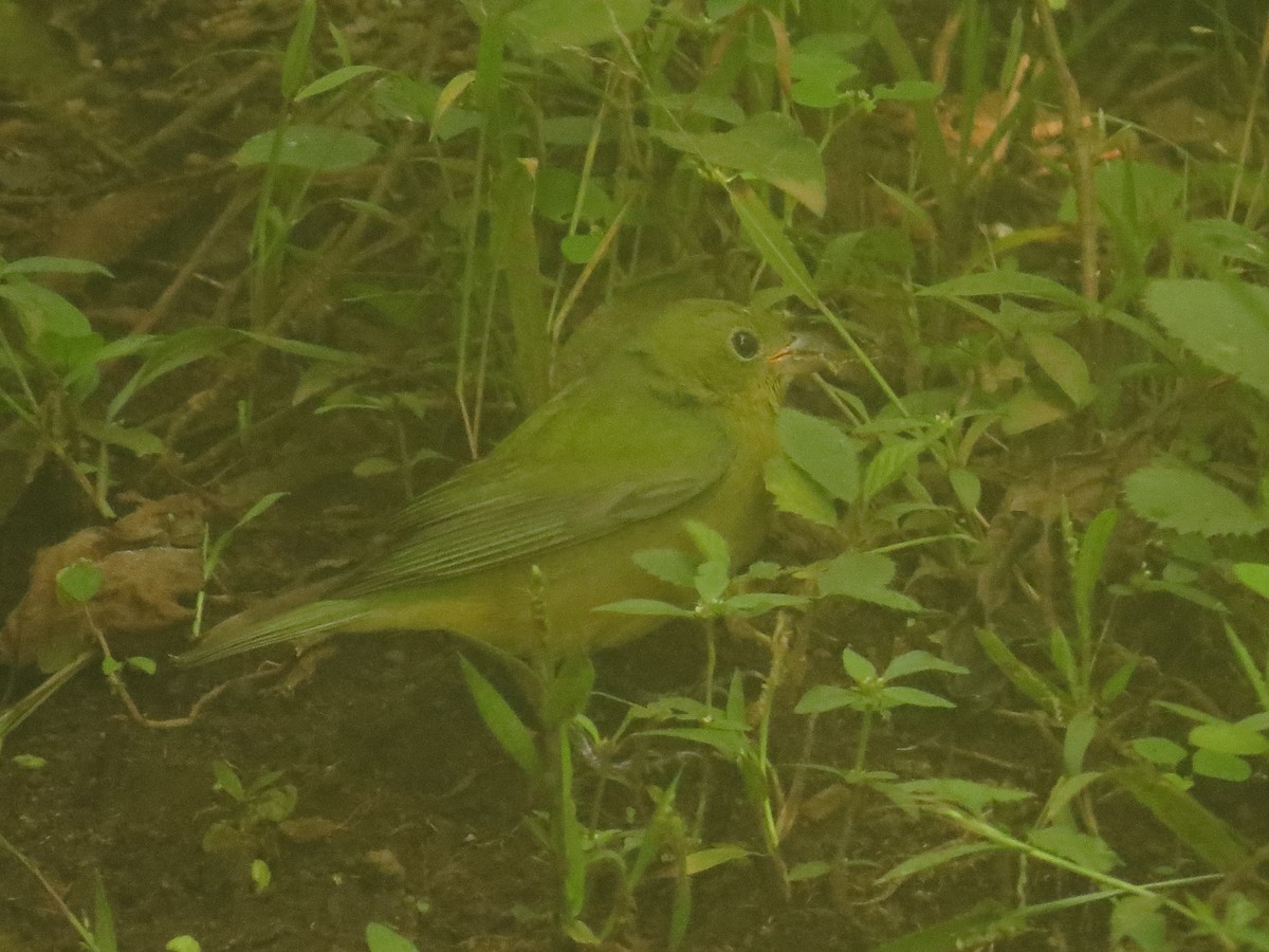 Painted Bunting - ML644245370