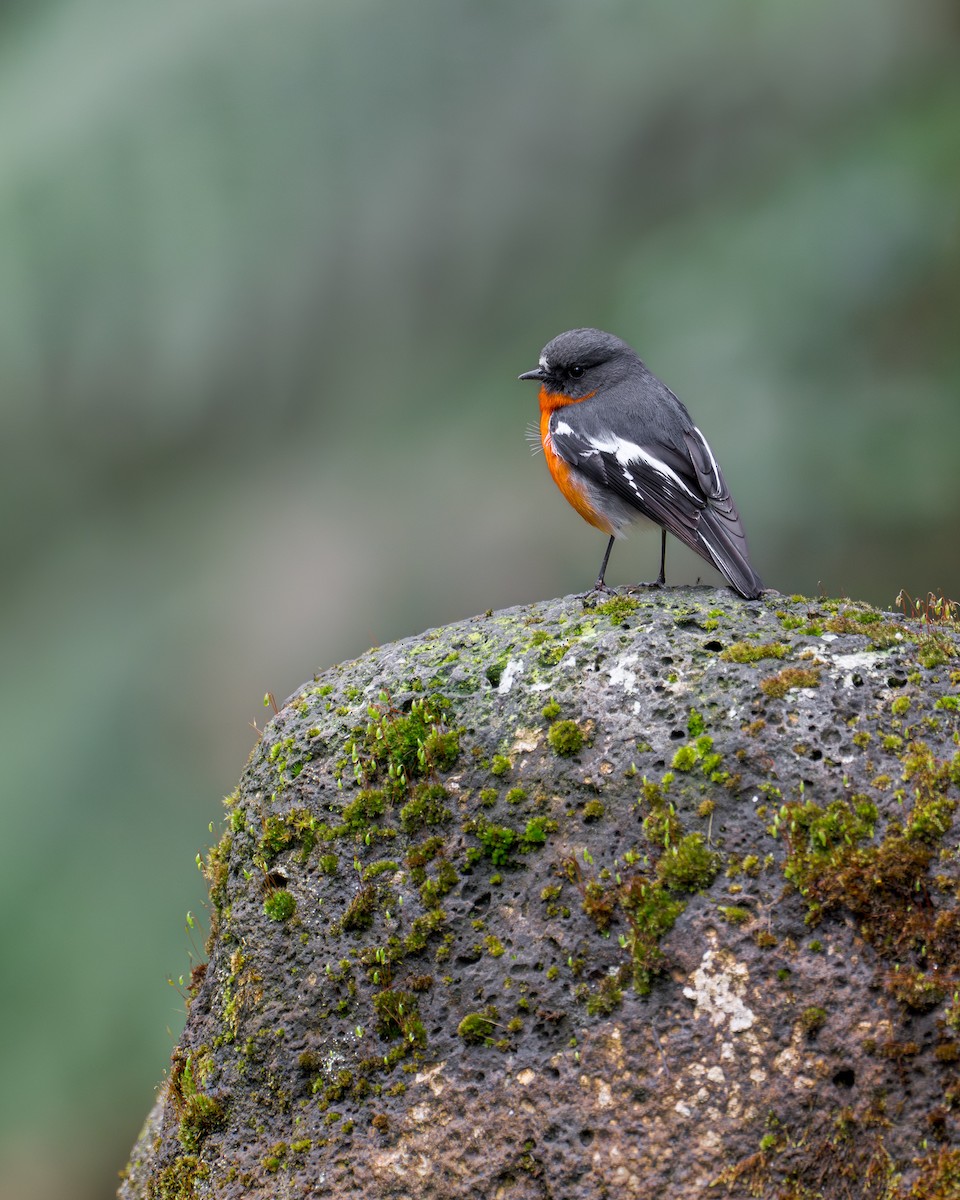 flammeflueskvett - ML644245372