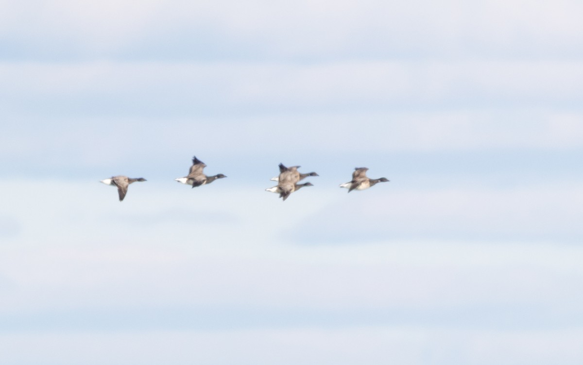 Brant (Pale-bellied) - ML644245374