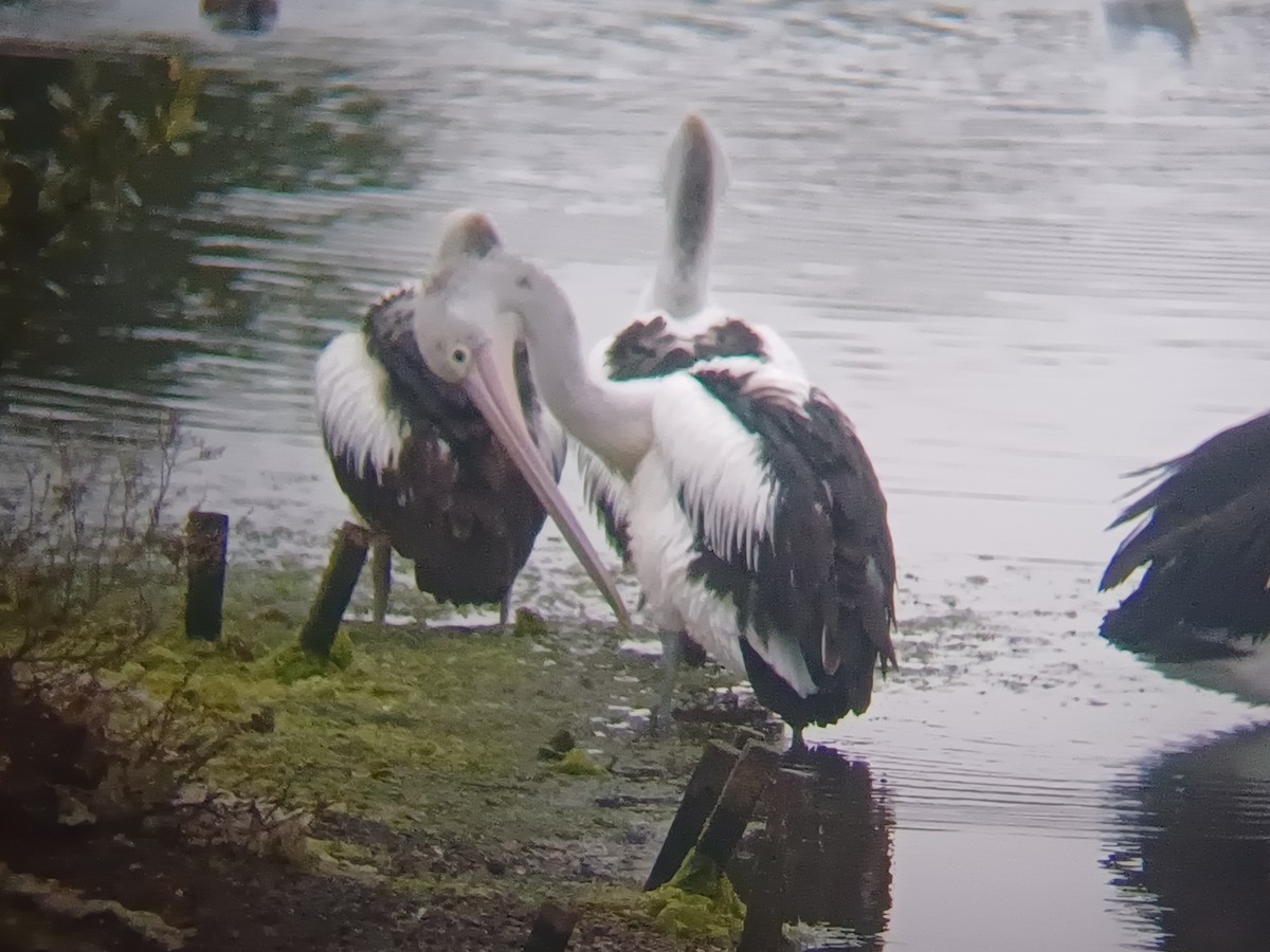 Pélican à lunettes - ML644245375