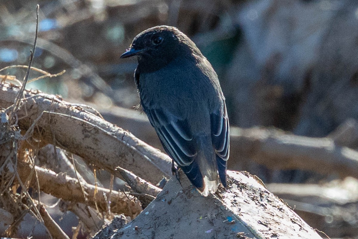 Black Phoebe - ML644245381