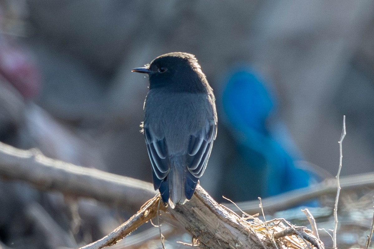 Black Phoebe - ML644245388
