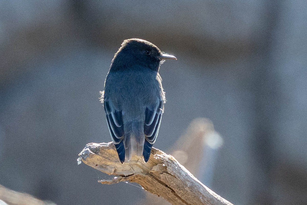 Black Phoebe - ML644245389