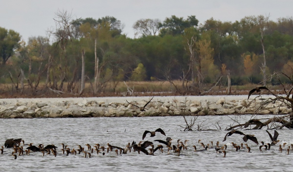 Ubarroi belarriduna - ML644245390