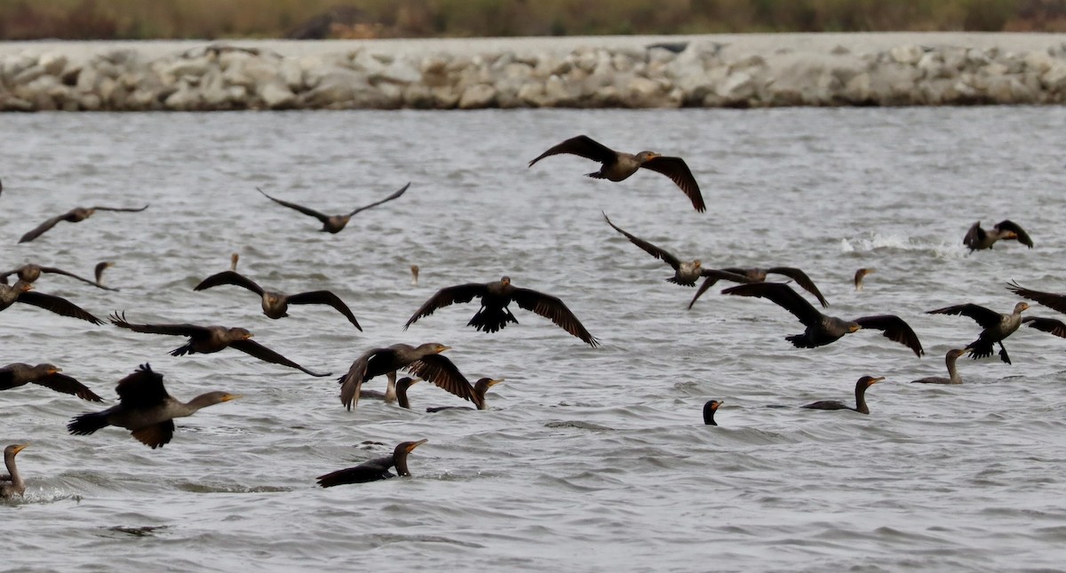 Ubarroi belarriduna - ML644245391