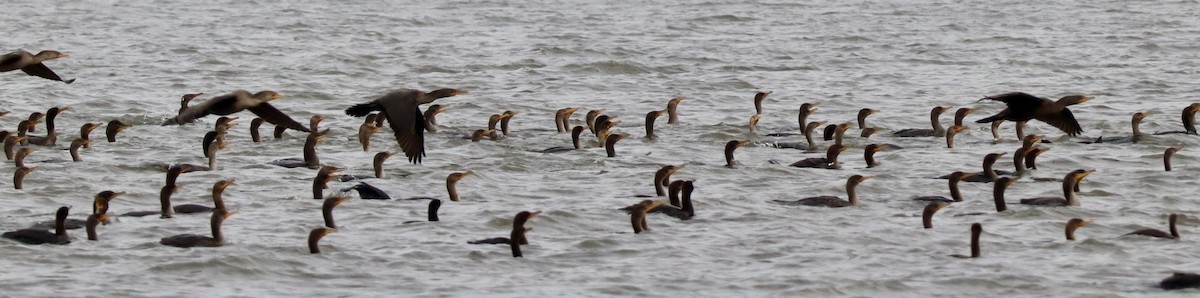 Double-crested Cormorant - ML644245392