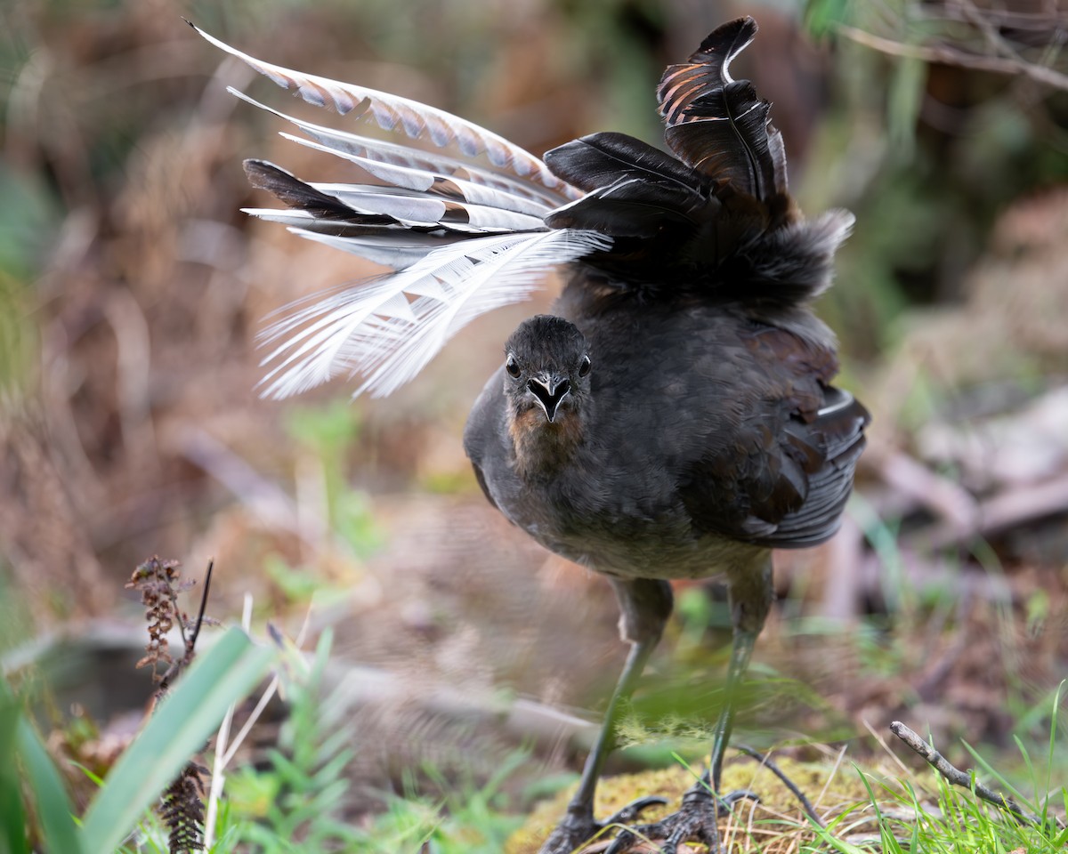 lyrochvost nádherný - ML644245398