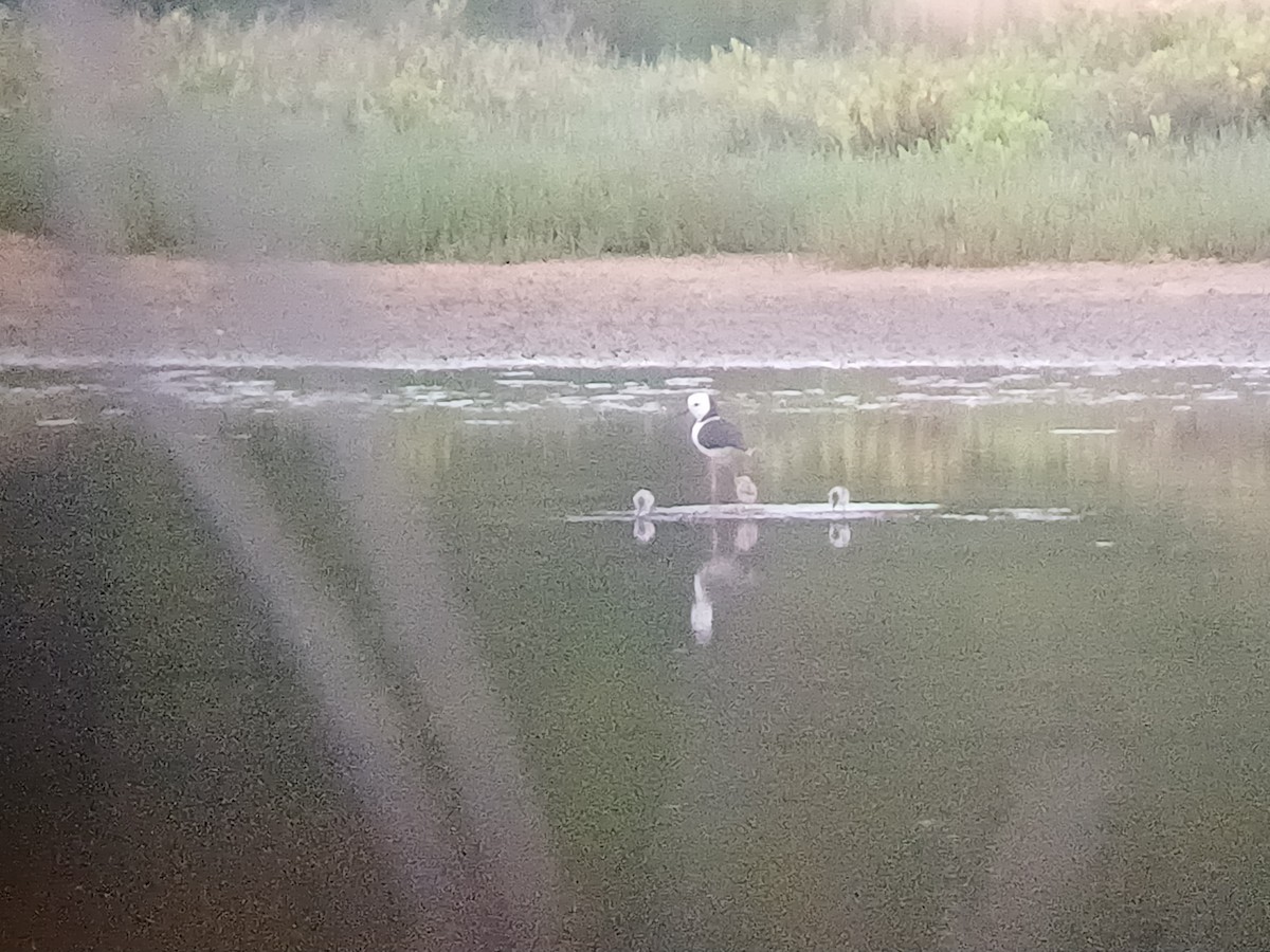 Échasse d'Australie - ML644245404