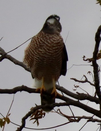 Cooper's Hawk - ML644245407