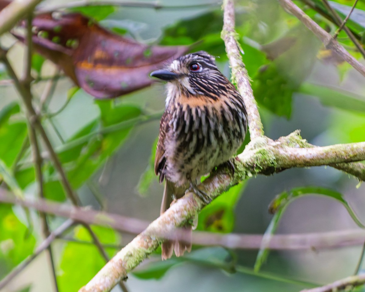 クロスジオオガシラ - ML644245423