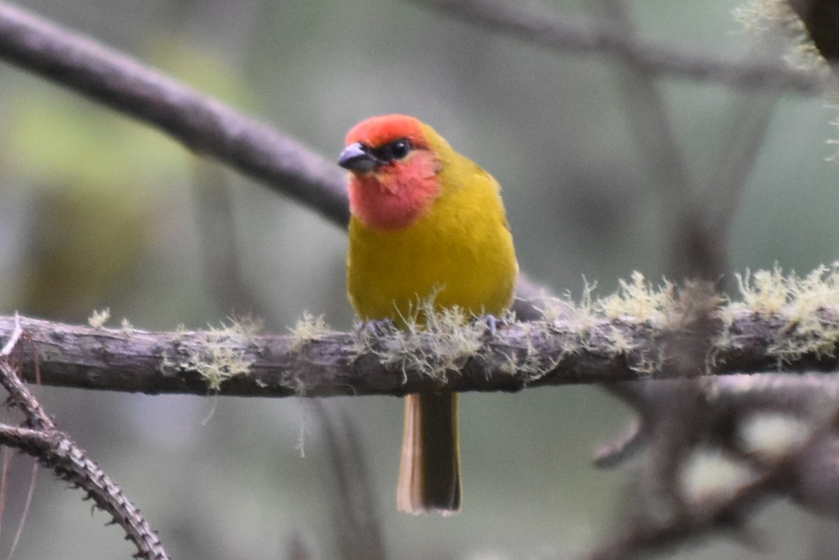 Red-headed Tanager - ML644245428