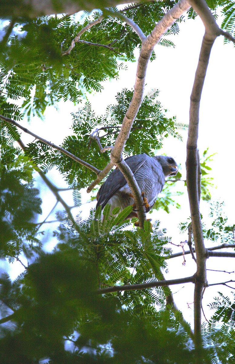 Канюк мексиканський - ML644245435