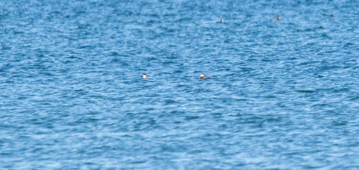 Black Scoter - ML644245444