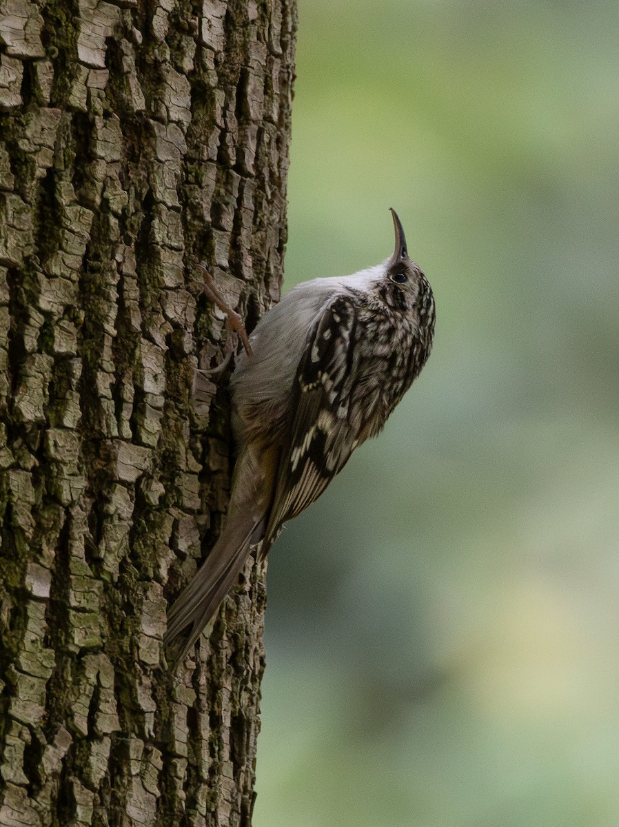 Brown Creeper - ML644245447