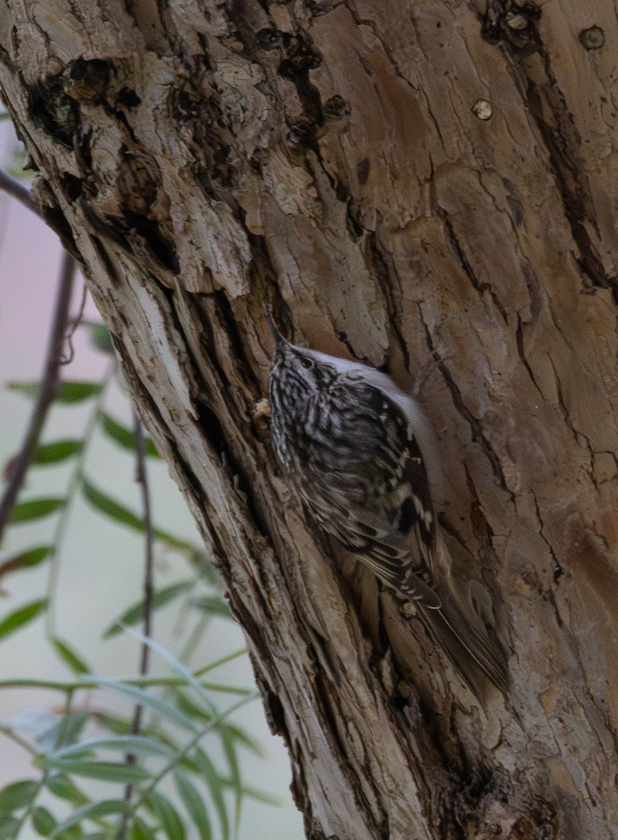 Brown Creeper - ML644245448