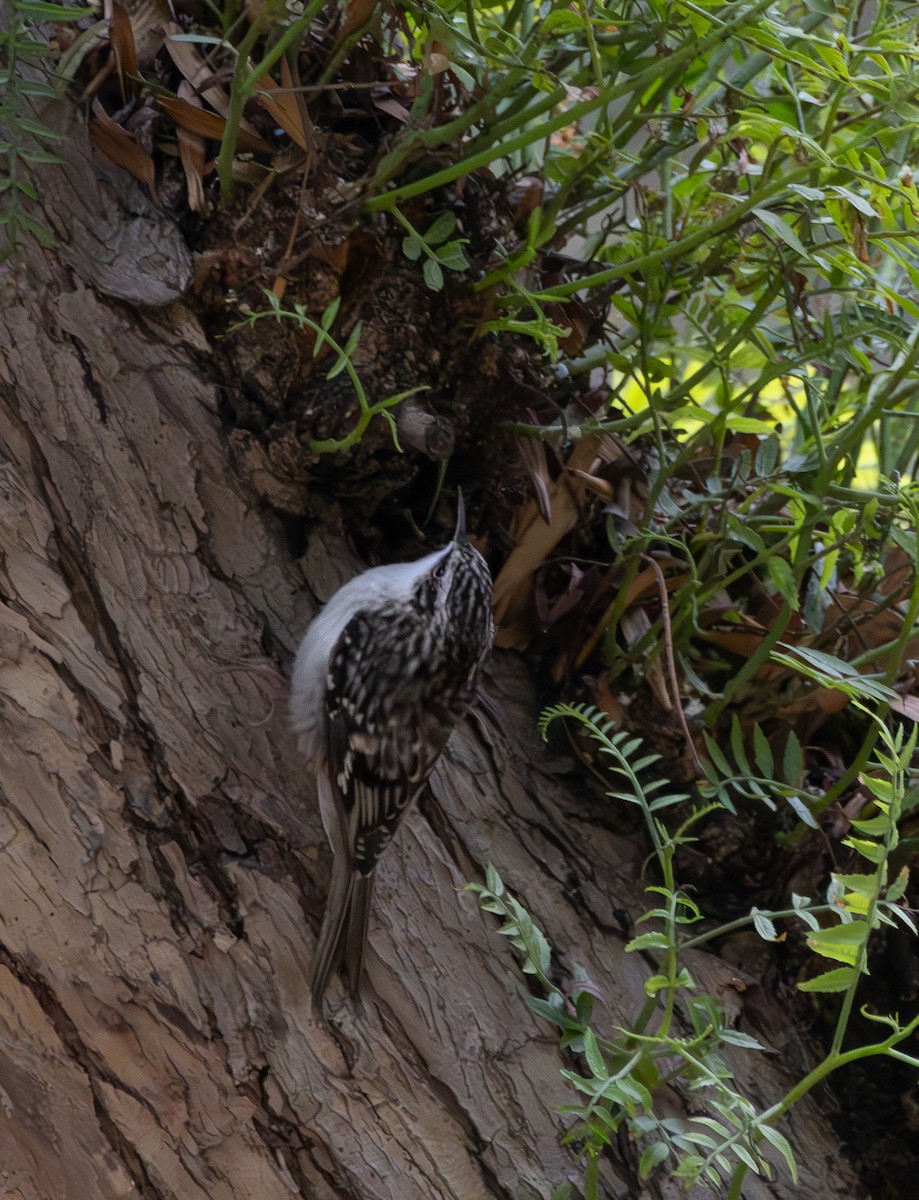Brown Creeper - ML644245449