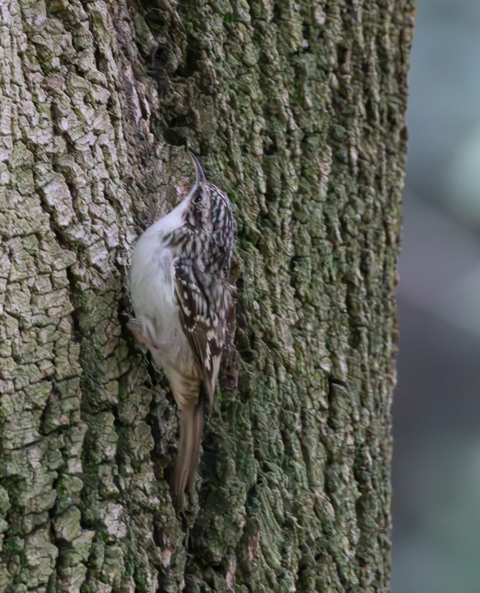 Brown Creeper - ML644245450