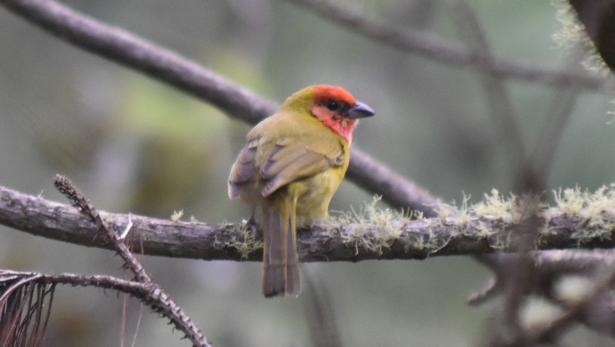 Red-headed Tanager - ML644245457