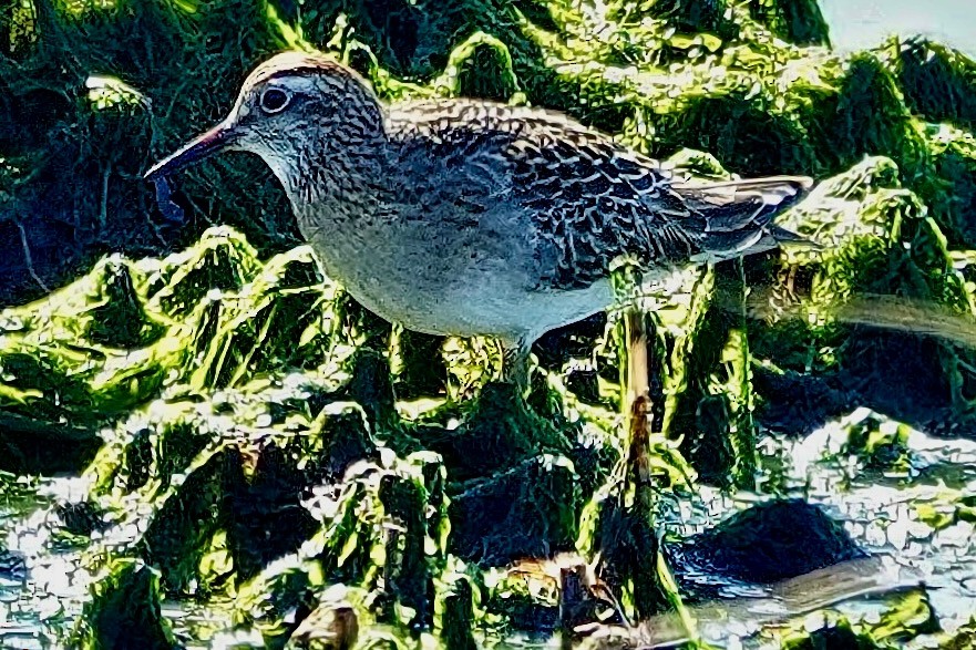 Sharp-tailed Sandpiper - ML644245480