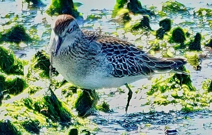 Sharp-tailed Sandpiper - ML644245481