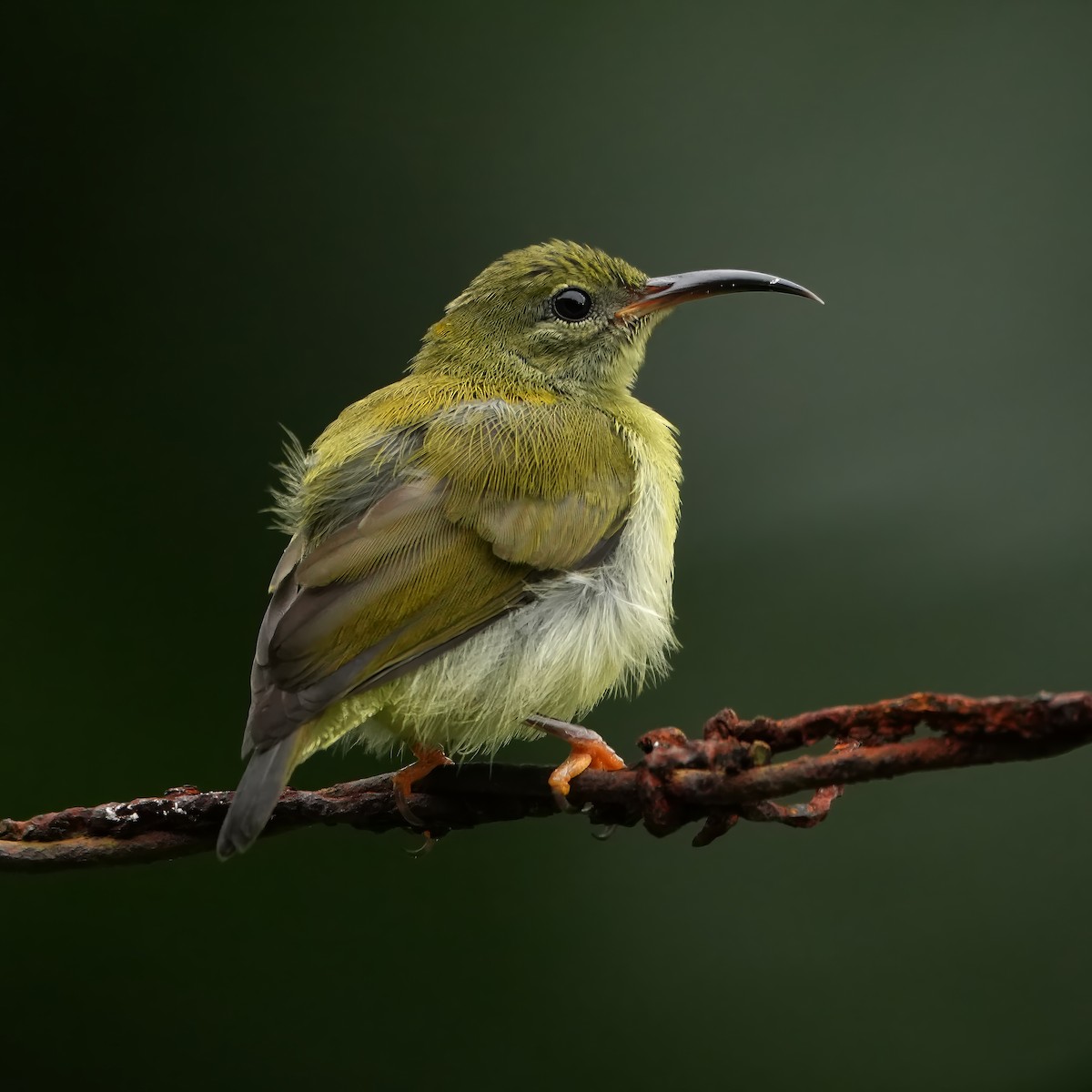 Feuerbrust-Nektarvogel - ML644245482