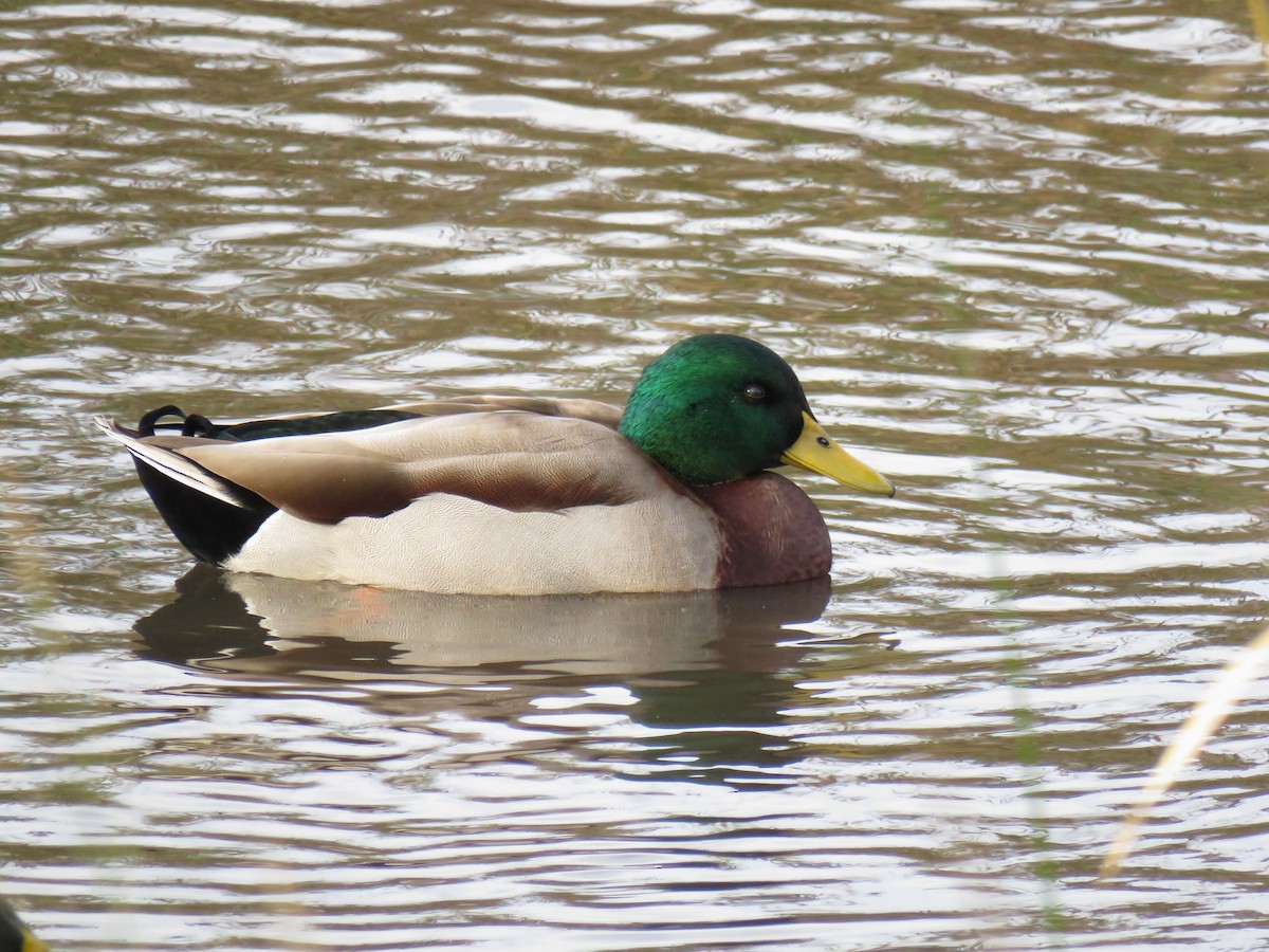 Mallard - ML644245494