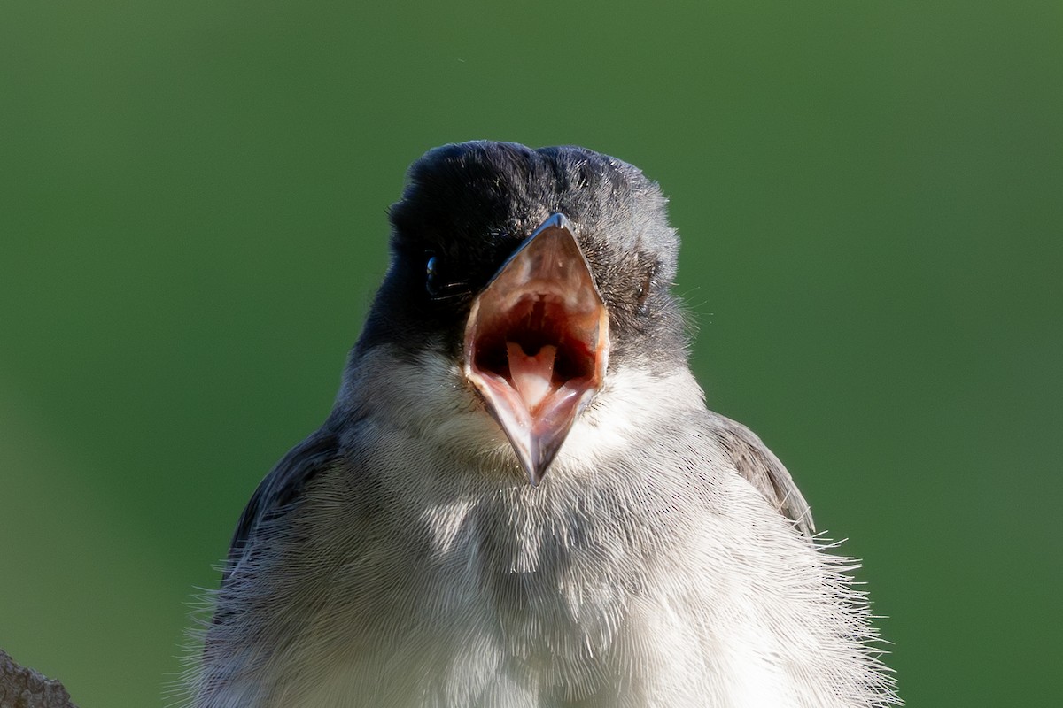 Schieferrücken-Königstyrann - ML644245498