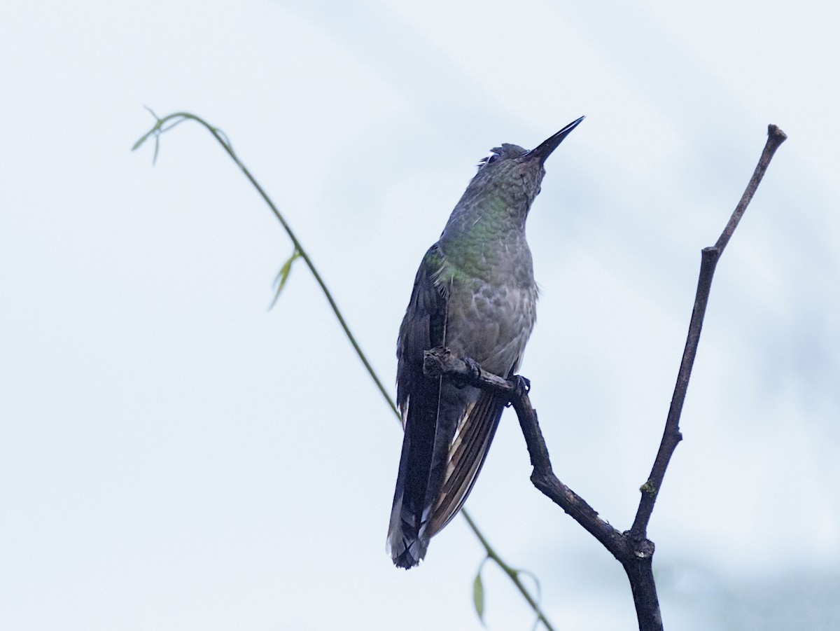 Scaly-breasted Hummingbird - ML644245508