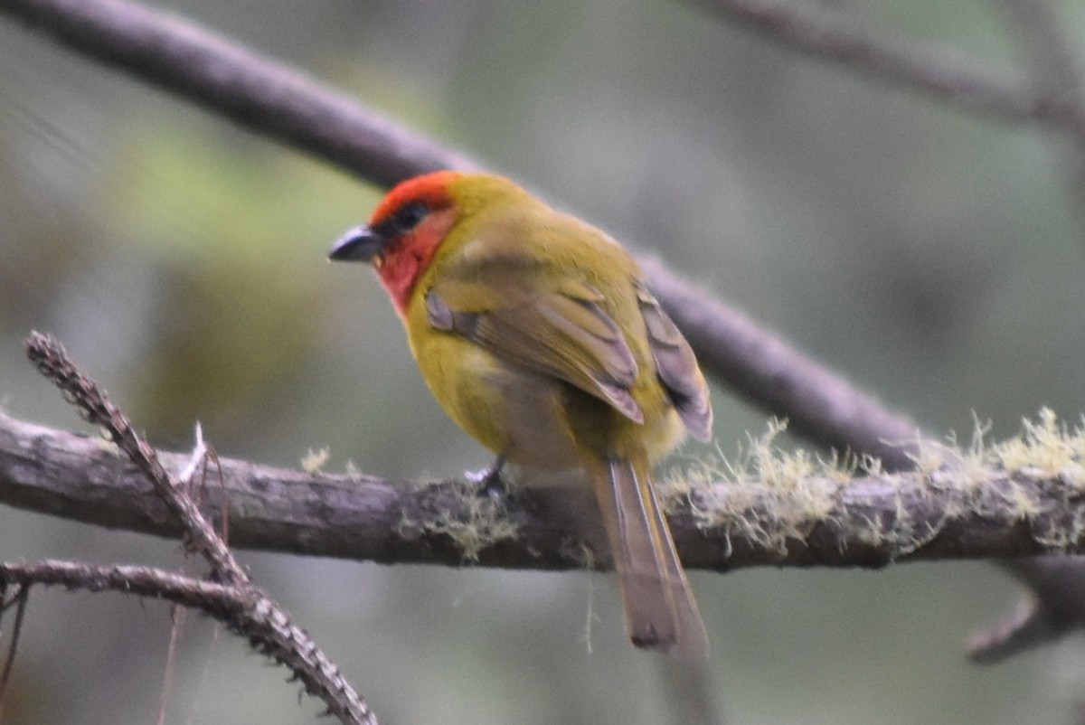 Red-headed Tanager - ML644245517