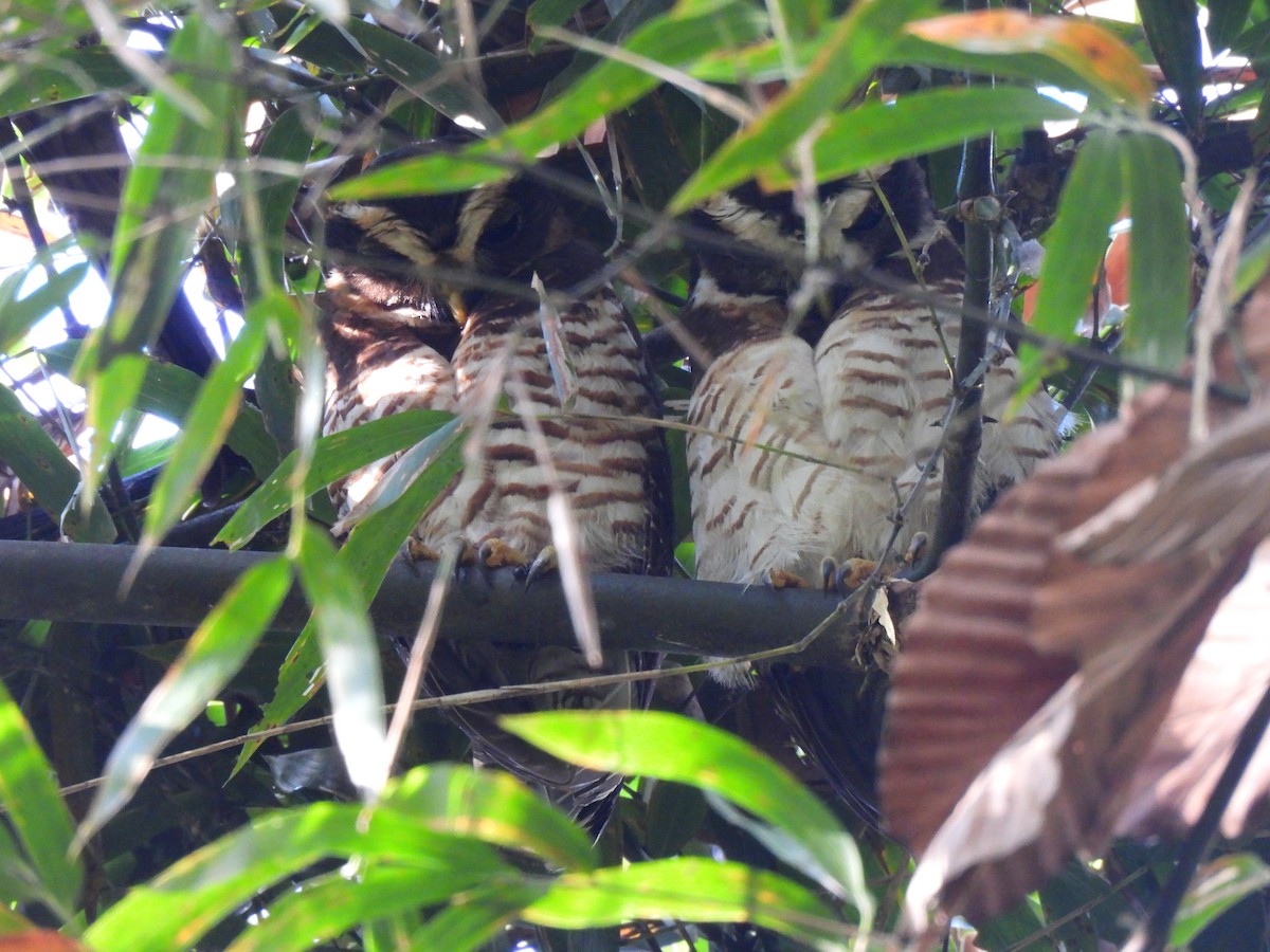 rustkinnugle - ML644245540