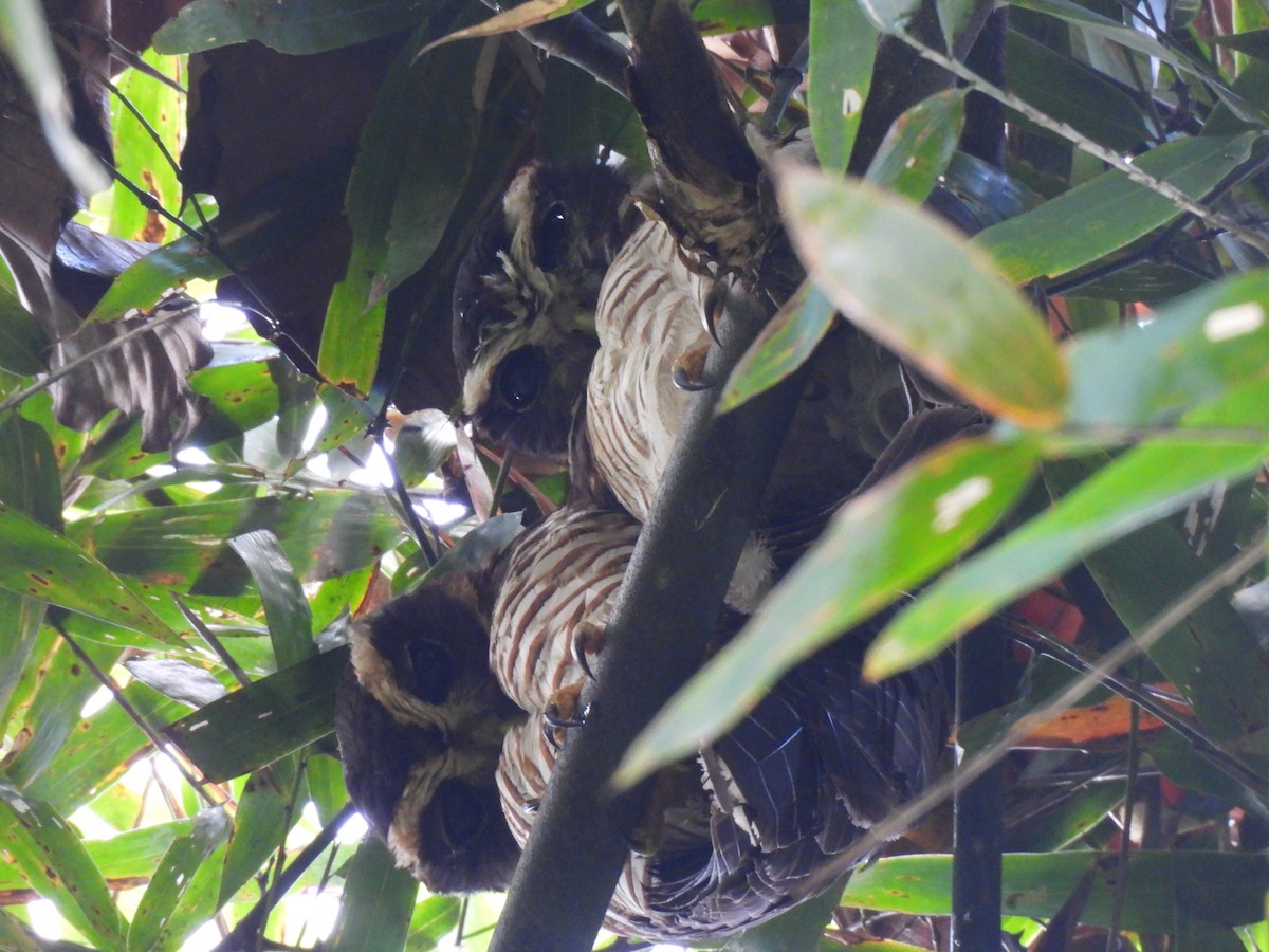 rustkinnugle - ML644245541