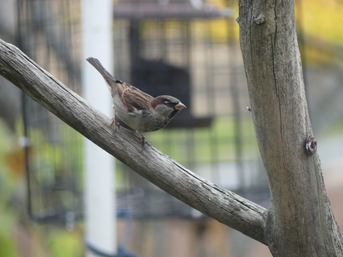 House Sparrow - ML644245545