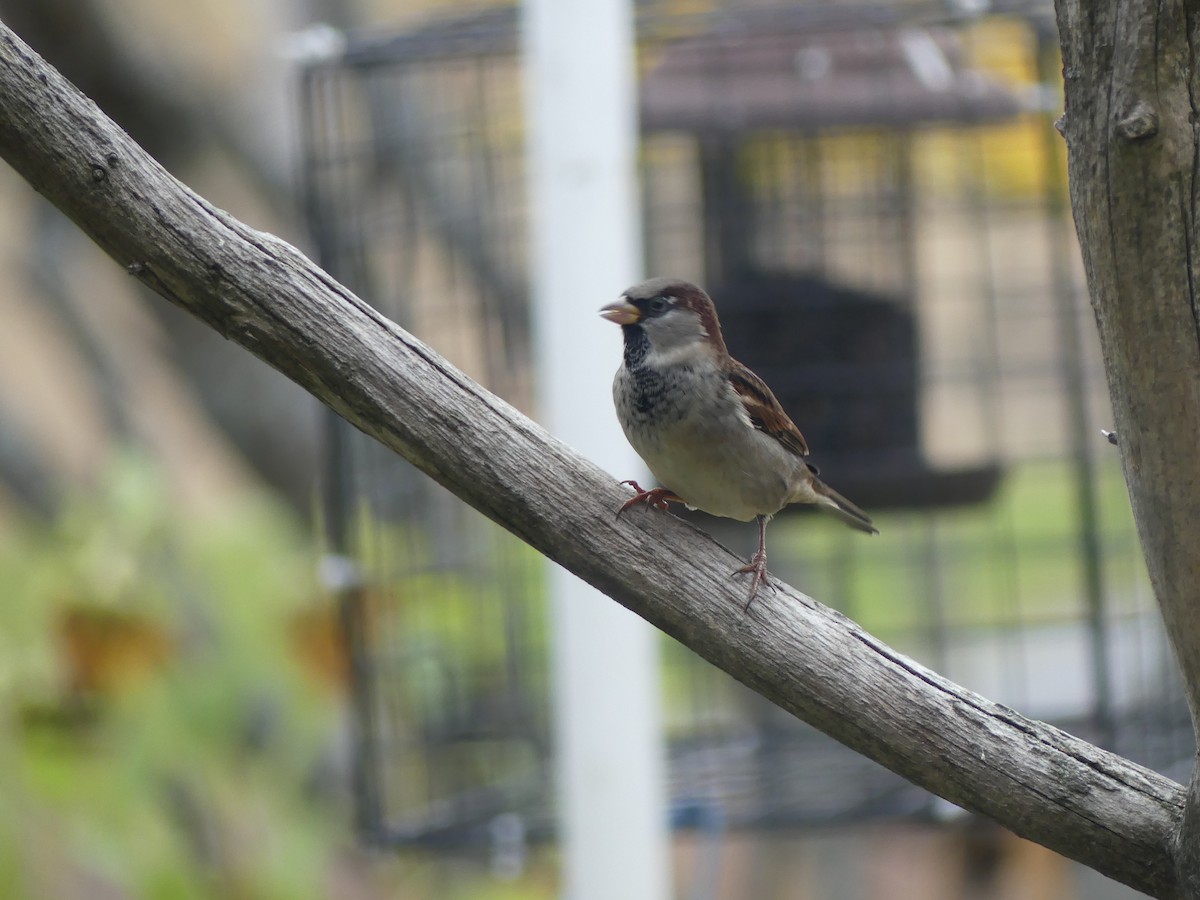 House Sparrow - ML644245546