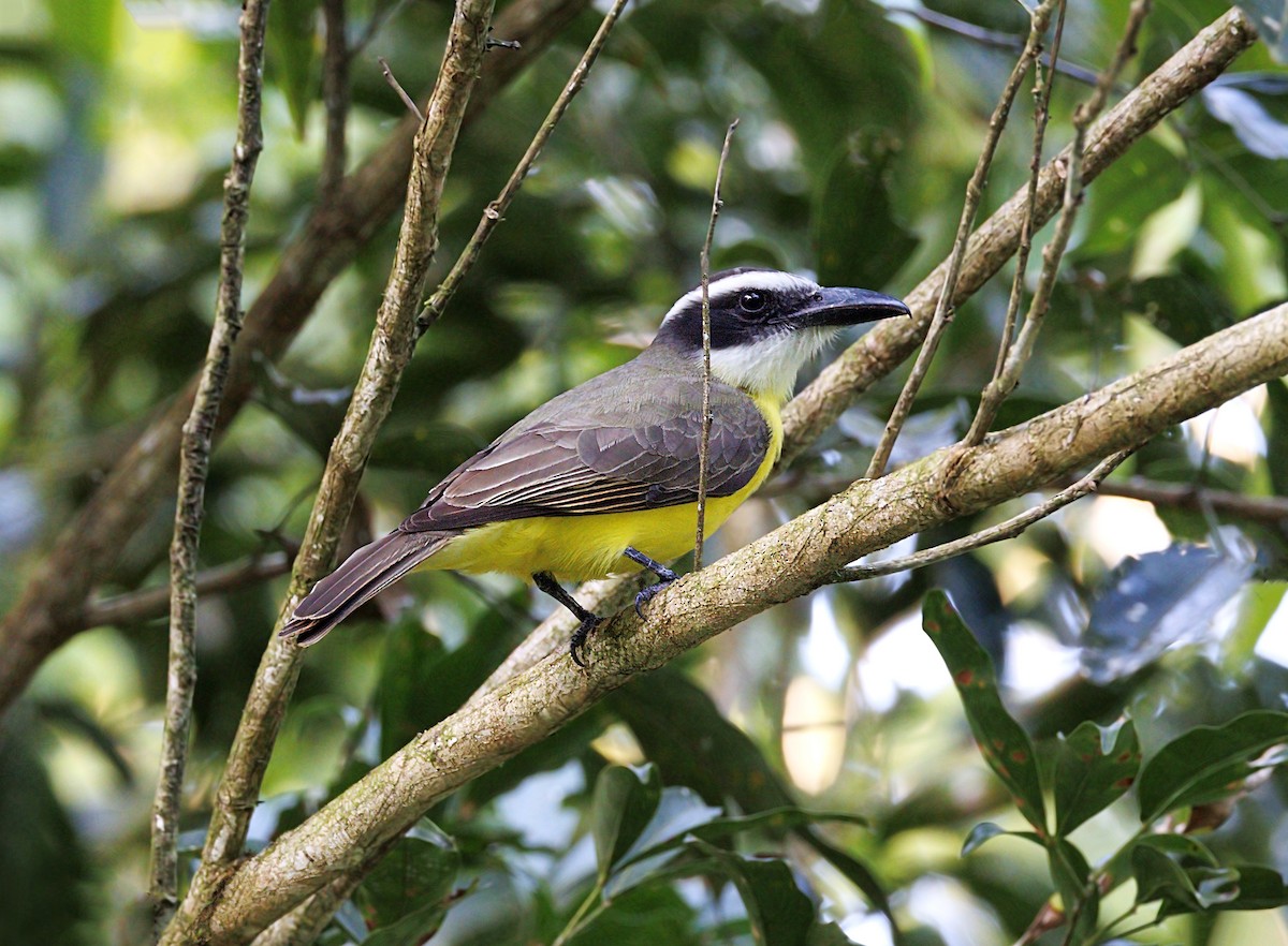 Boat-billed Flycatcher - ML644245551