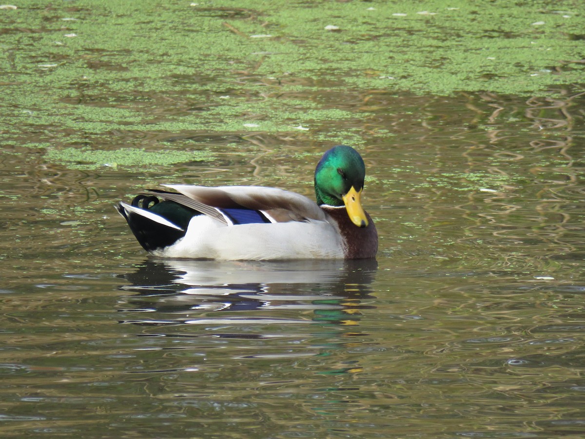 Mallard - ML644245553