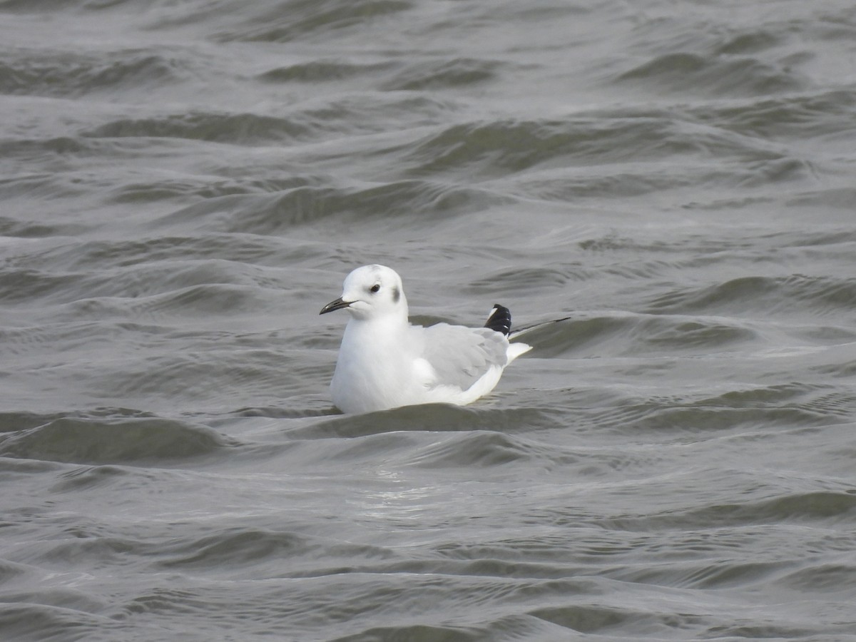 racek Bonapartův - ML644245564