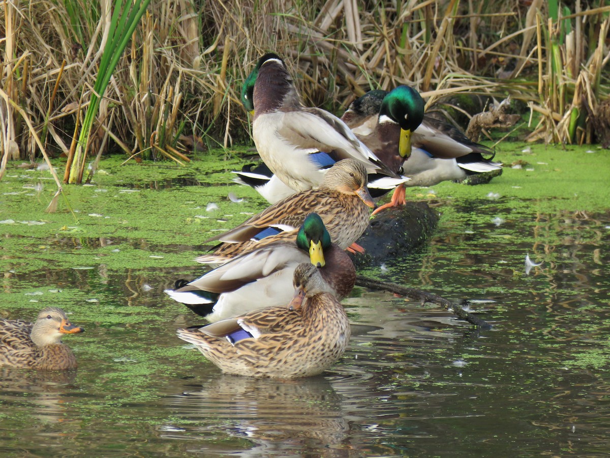 Mallard - ML644245587