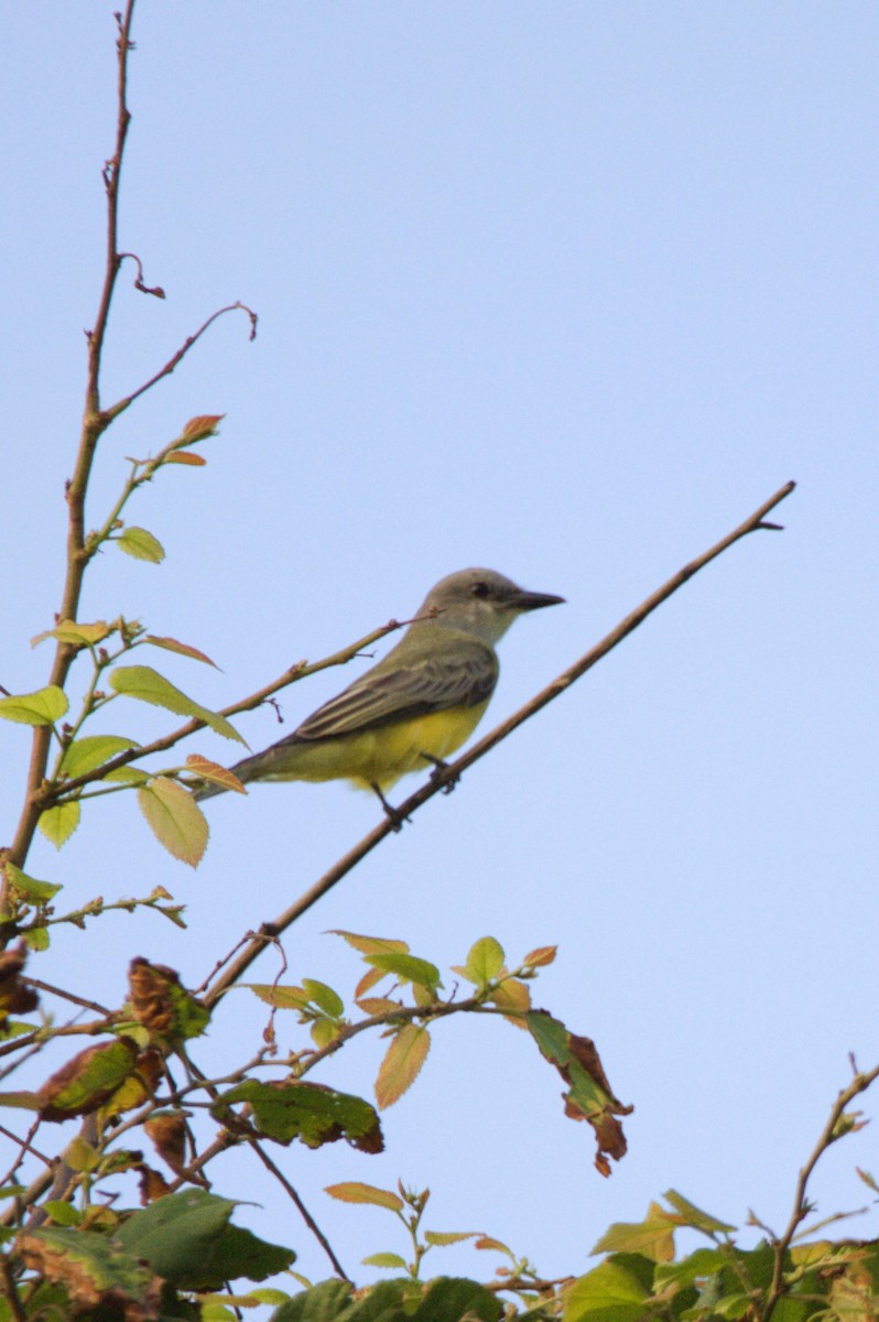 Thick-billed Kingbird - ML644245600