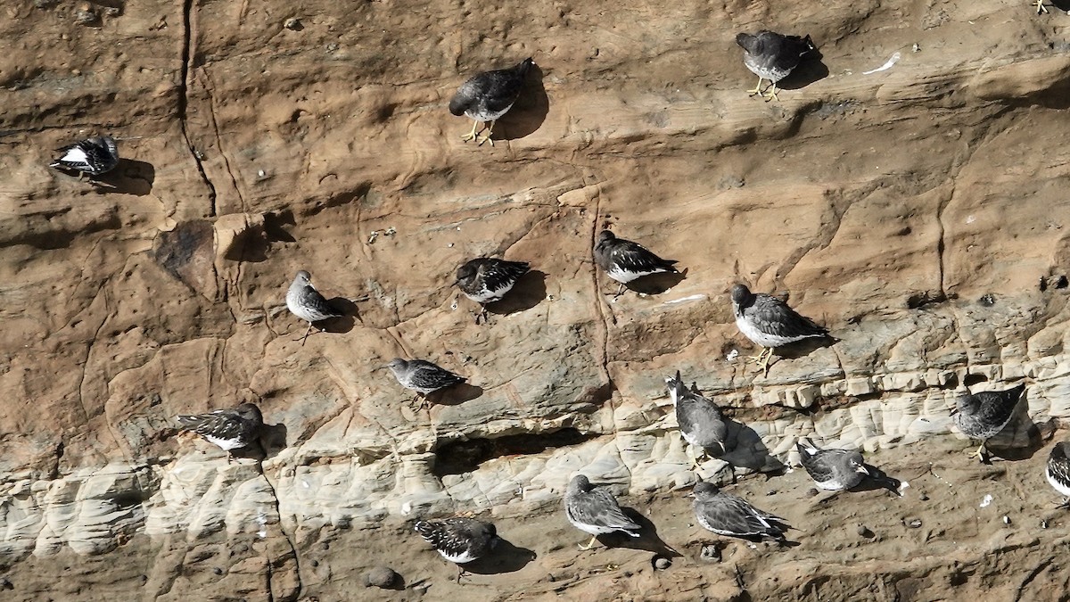 klippesnipe - ML644245617