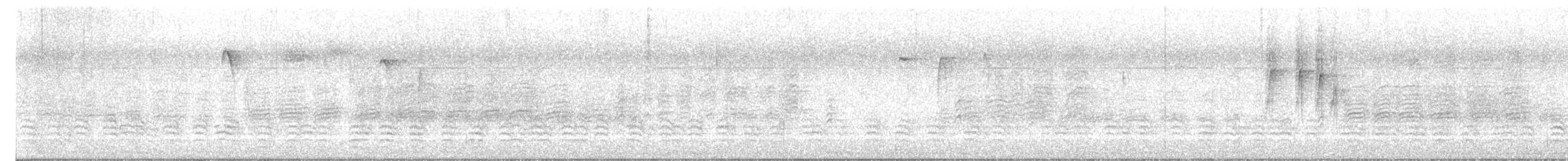 Sittelle à poitrine blanche (carolinensis) - ML644245624