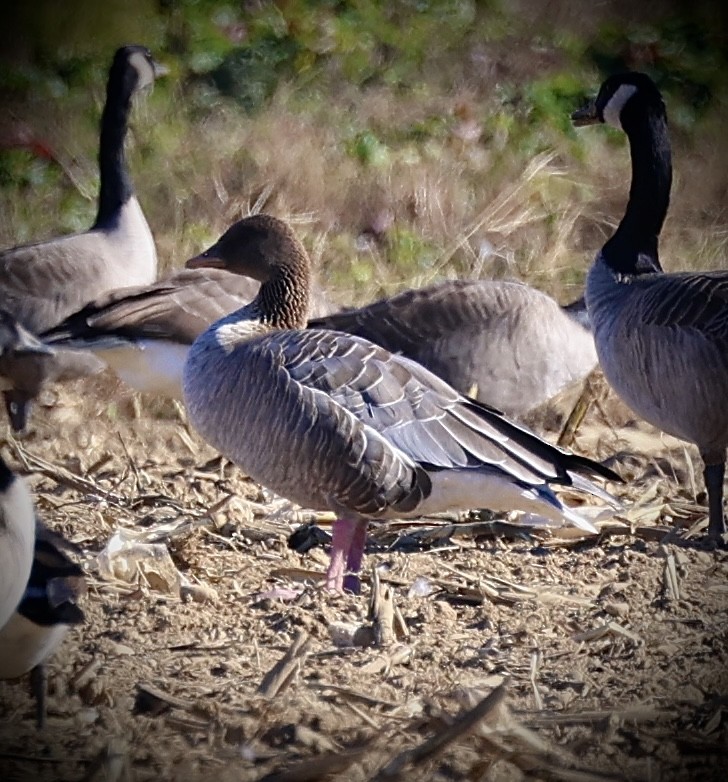 Pink-footed Goose - ML644245634