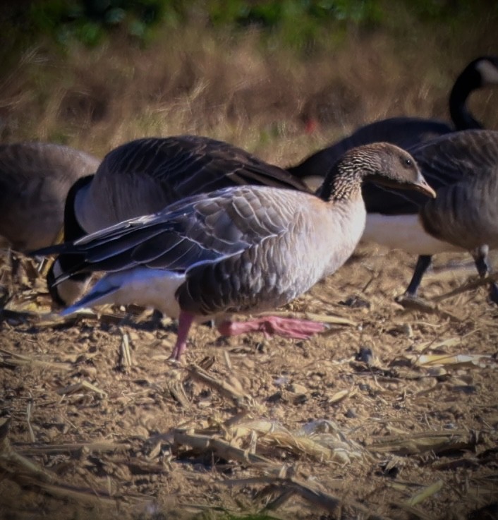 Pink-footed Goose - ML644245635