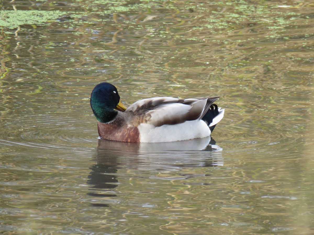 Mallard - ML644245644