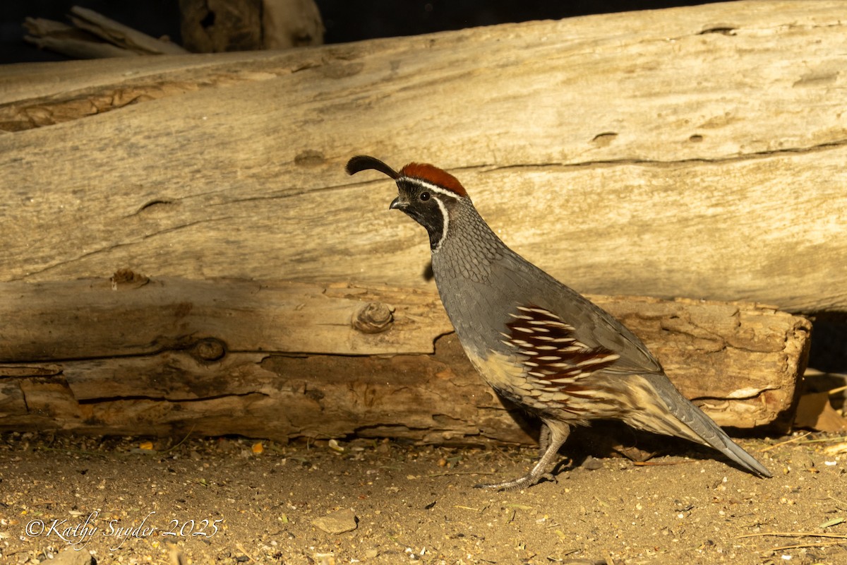 Gambel's Quail - ML644245646