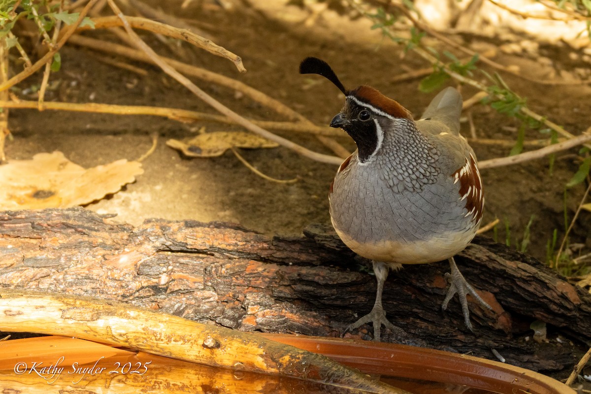 Gambel's Quail - ML644245647