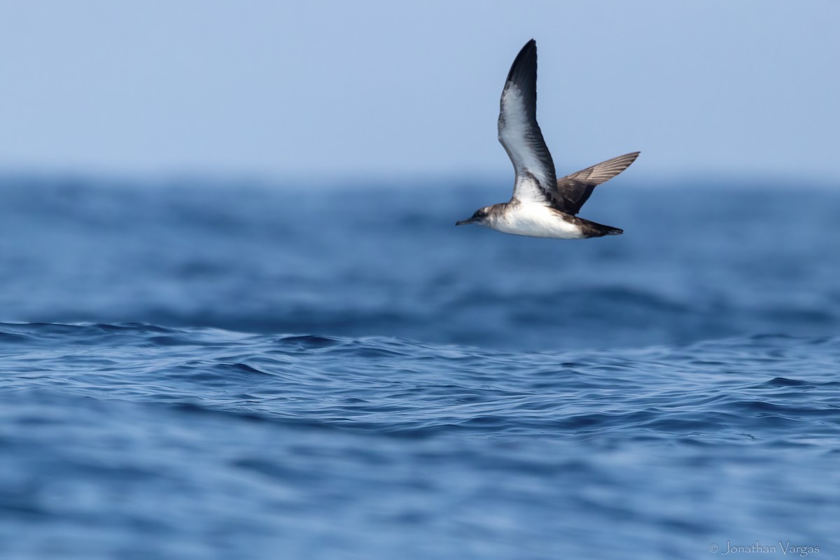 Black-vented Shearwater - ML644245649
