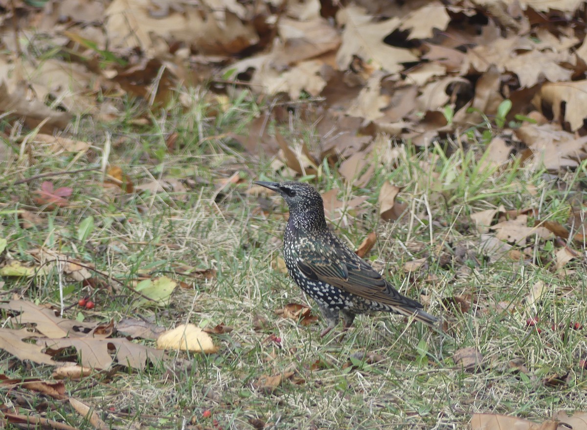 European Starling - ML644245651