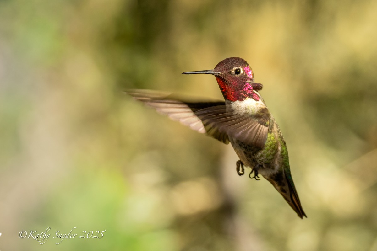 Anna's Hummingbird - ML644245653
